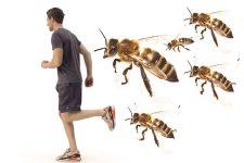 تفسير الهروب من النحل في المنام