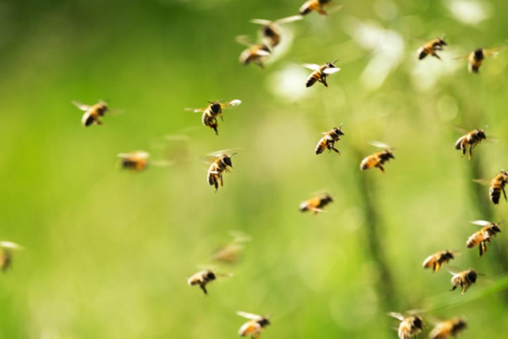 تفسير هجوم النحل في المنام