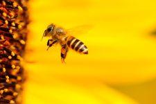 تفسير قتل النحل في المنام