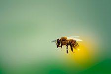 تفسير مطاردة النحل في المنام