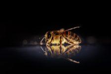 تفسير الخوف من النحل في المنام