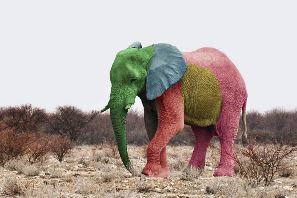تفسير رؤية الفيل الملون في المنام